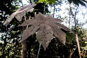 Plantas atingidas pela fuligem da mineadora, na comunidade Piquiá de Baixo (MA) | Foto: Marcelo Cruz